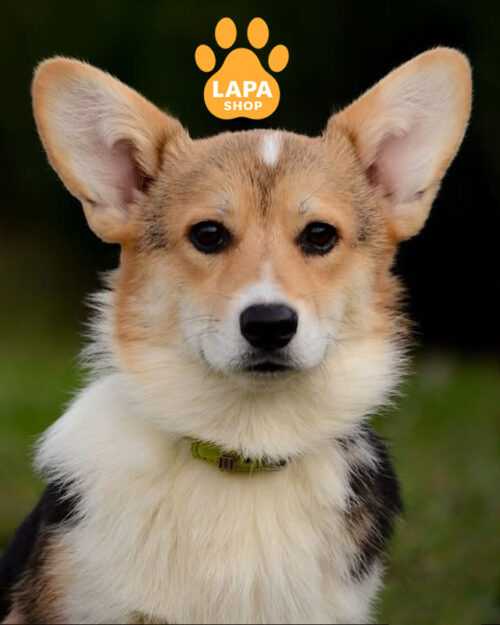 триколорний вельш коргі пемброк