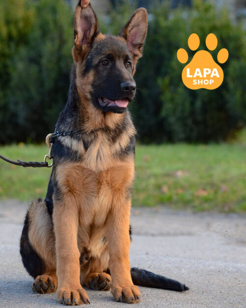 чепрачная немецкая овчарка