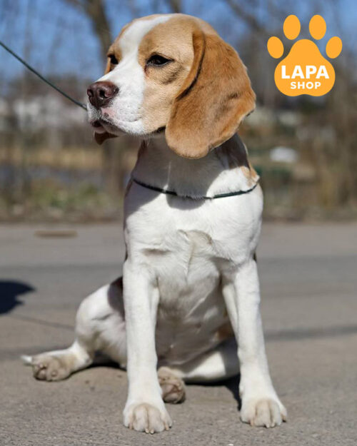 биколорный бигль