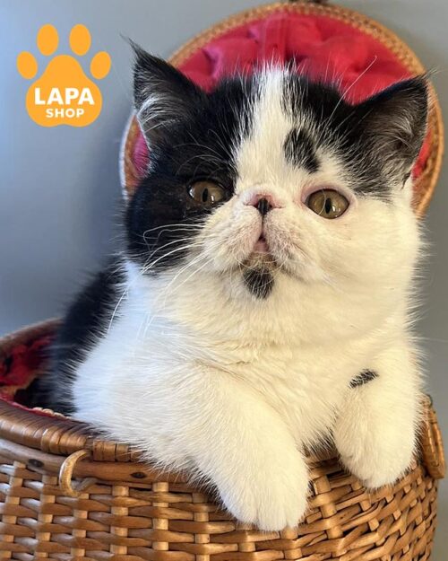 black and white exotic kitten