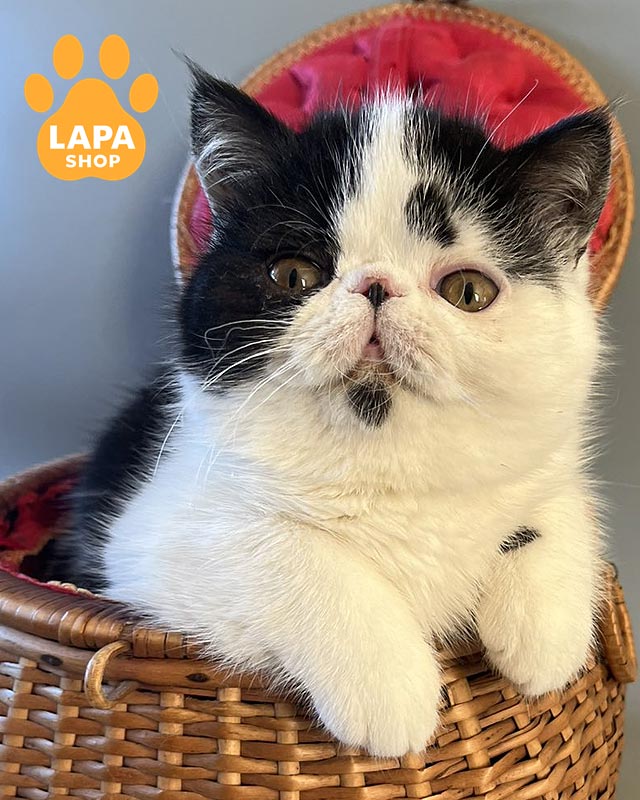 черно-белый котенок экзот