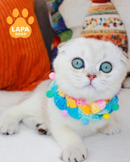 silver Scottish Fold