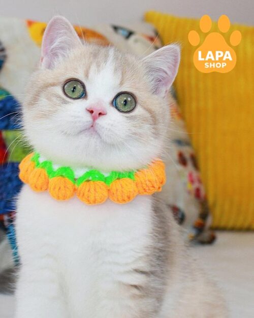 біколорний скотіш-страйт