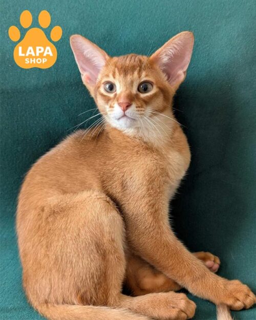 сорельне абісинське кошеня