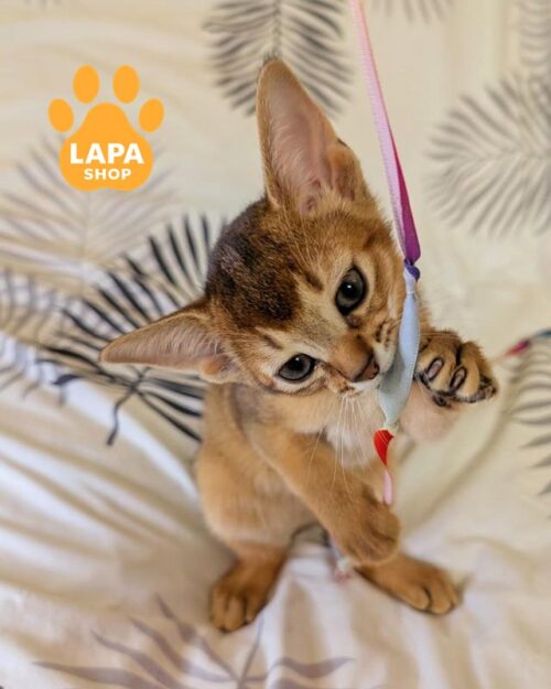 ruddy Abyssinian kitty