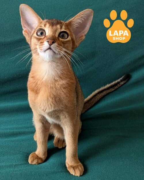 дика абісинська кішка