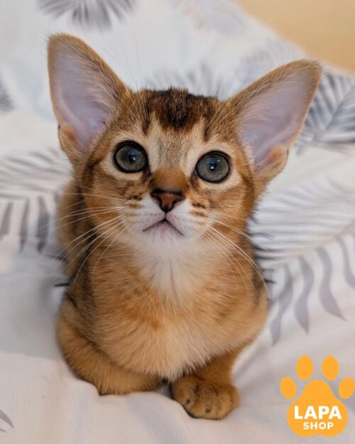 ruddy Abyssinian kitty