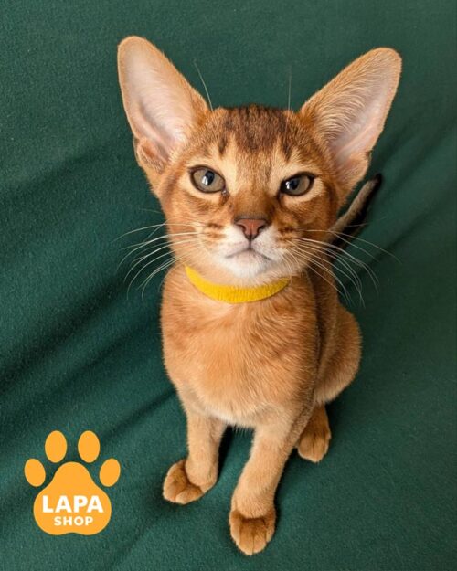 абісинська кішка дикого забарвлення