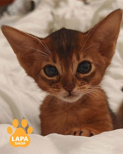 абиссинский котенок дикого окраса