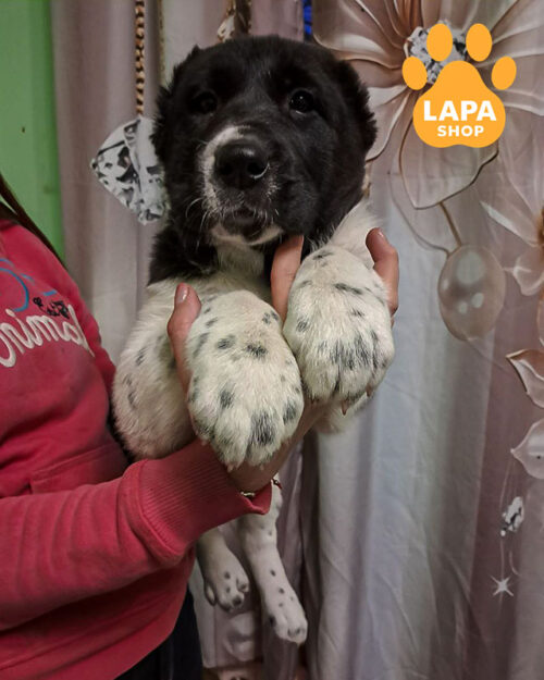 чорно-біла середньоазійська вівчарка