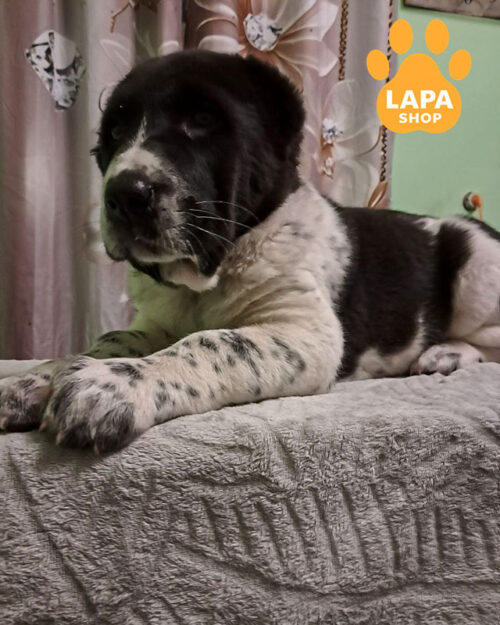 чорно-біла середньоазійська вівчарка