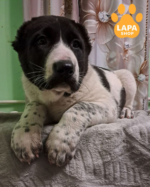 черно-белая среднеазиатская овчарка