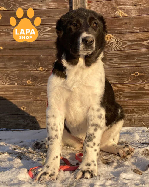 чорно-біла середньоазійська вівчарка