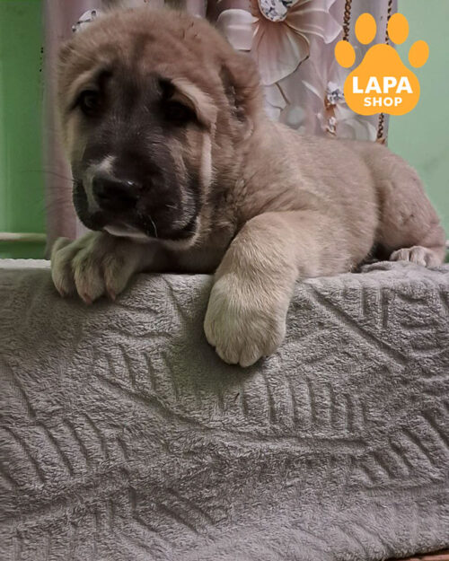 палева середньоазійська вівчарка