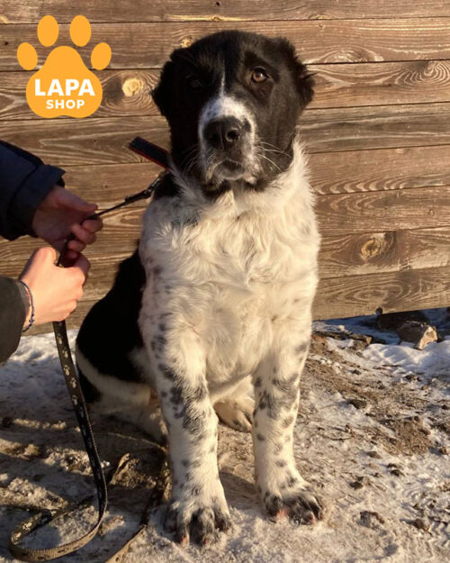 чорно-біла ередньоазійська вівчарка