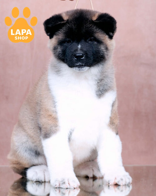 серо-белая американская акита