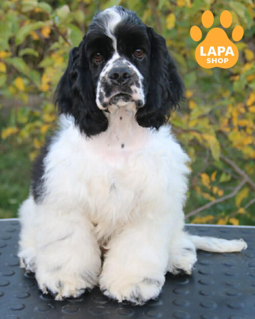 черно-белый американский кокер спаниель