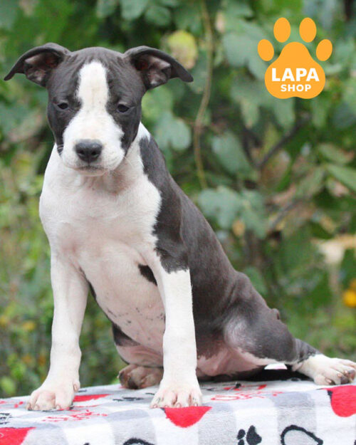 американський стаффордширський терʼєр