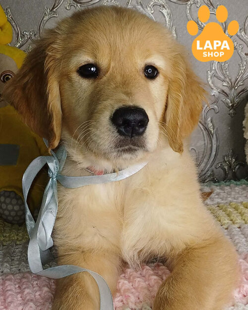 рыжий золотистый ретривер