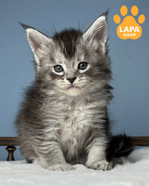 чорний сріблястий мейн-кун