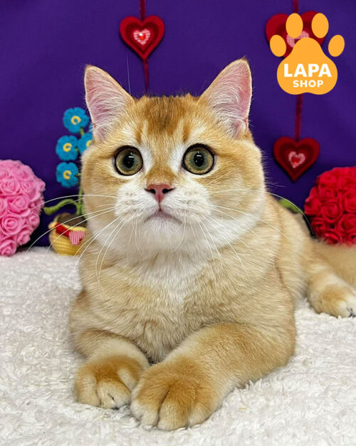чорний золотий скотіш-страйт