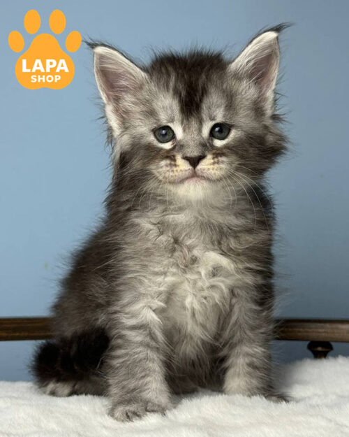 чорний сріблястий мейн-кун