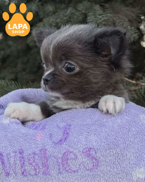 блакитний чихуахуа