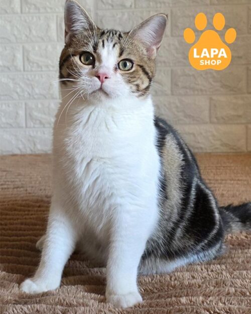 американський короткошерстий котик