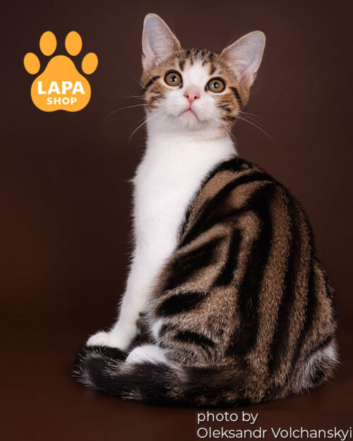 Bright American Shorthair Handsome Kitten Jingle