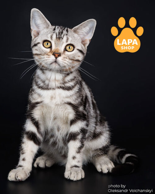 американський короткошерстий котик