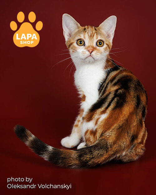 американська короткошерста кішка