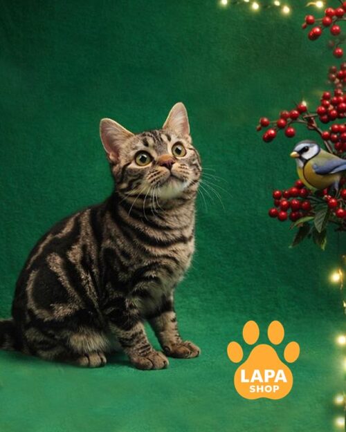 американська короткошерста кішка