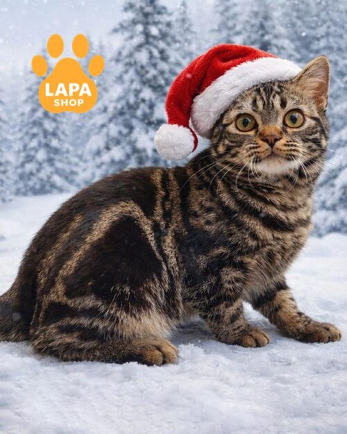 американська короткошерста кішка