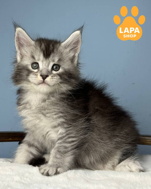 black silver Maine Coon