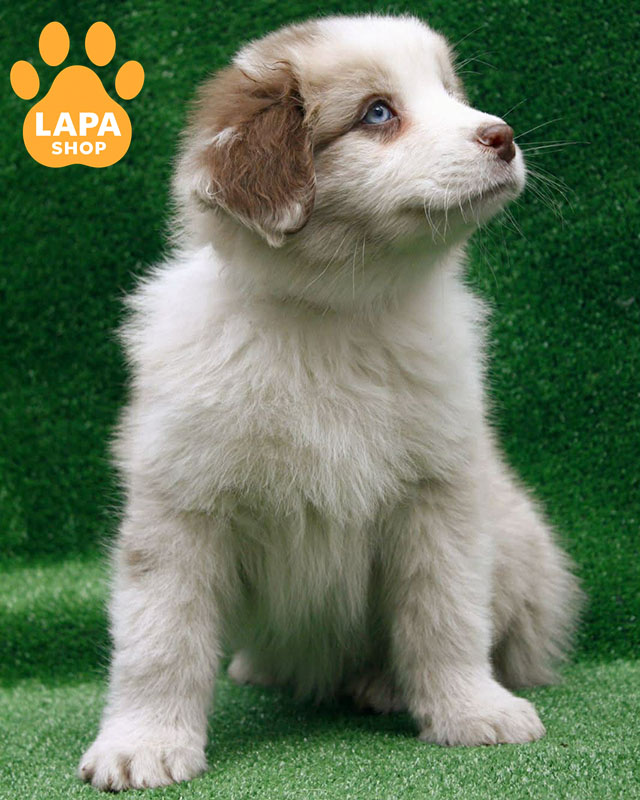 червоний мармуровий ауссі