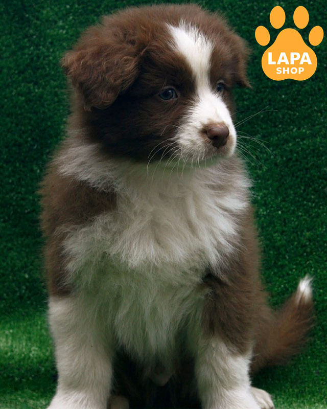 Australian-Shepherd-01
