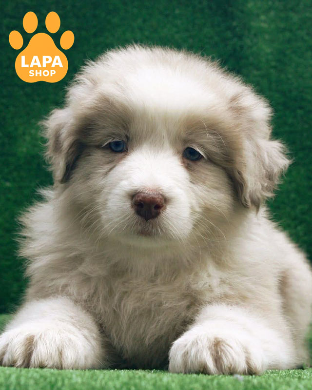 червоний мармуровий ауссі