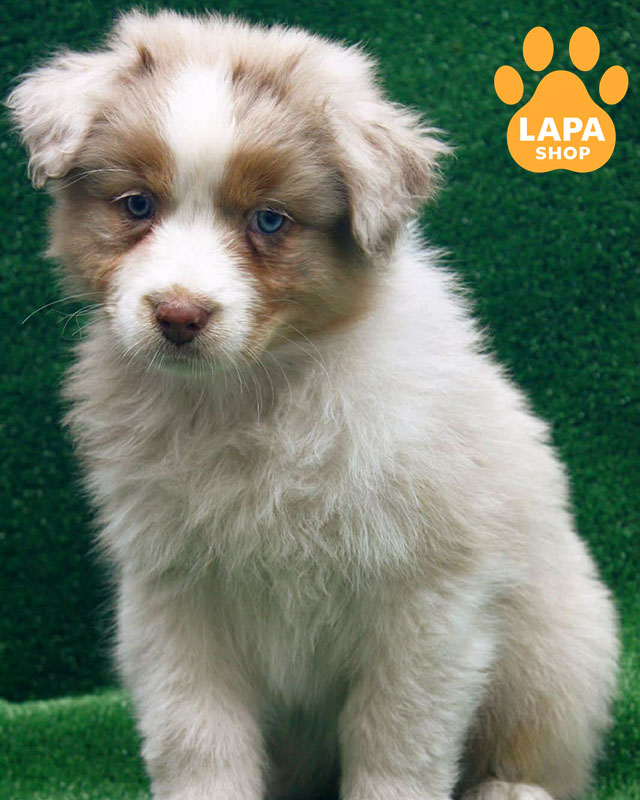 червоний мармуровий ауссі