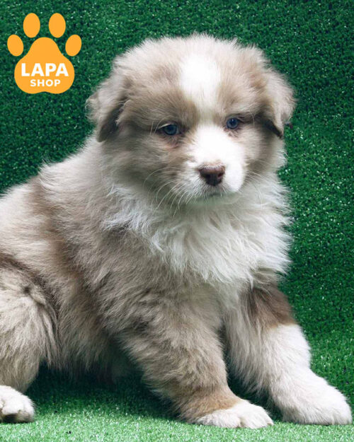 червоний мармуровий ауссі