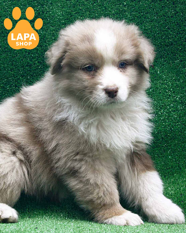 червоний мармуровий ауссі