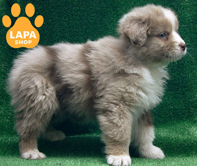 Australian-Shepherd-02