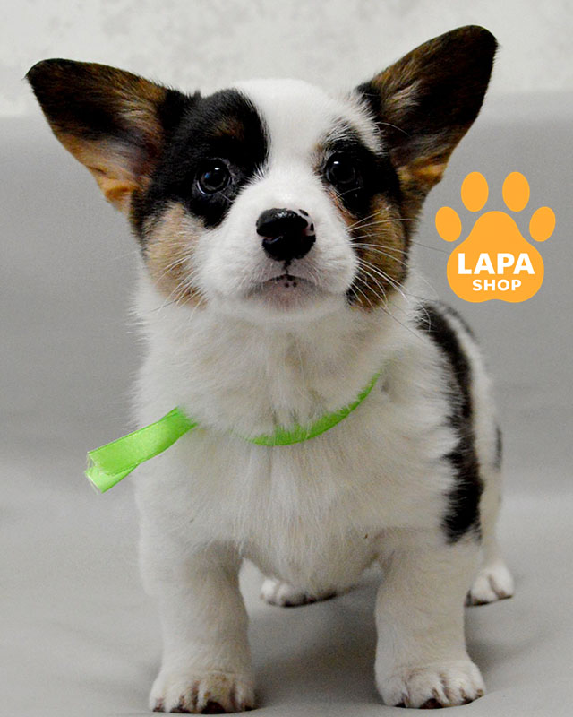 вельш корги кардиган окраски блю мерл