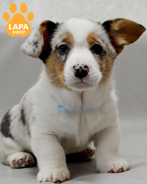 вельш коргі кардіган забарвлення блю мерле