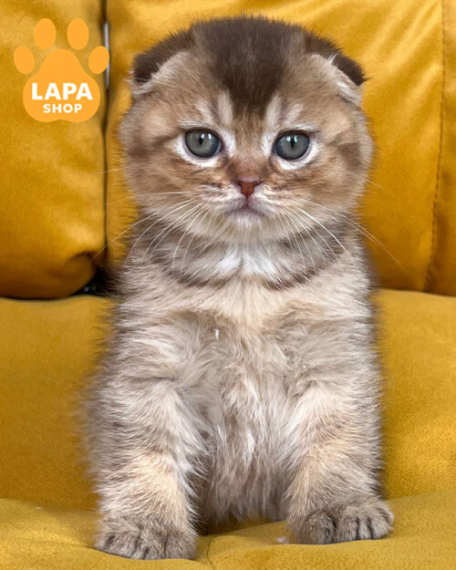 шоколадный скотиш-фолд