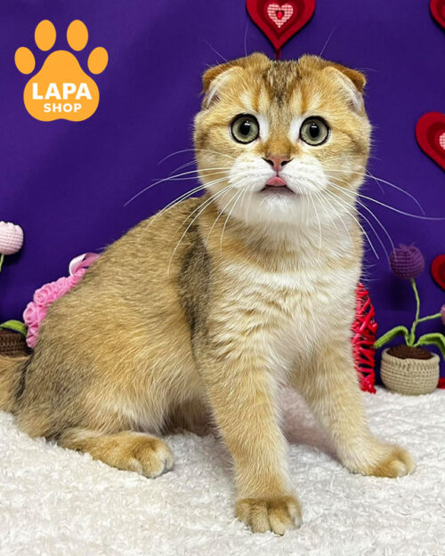 чорний золотий скотіш-фолд