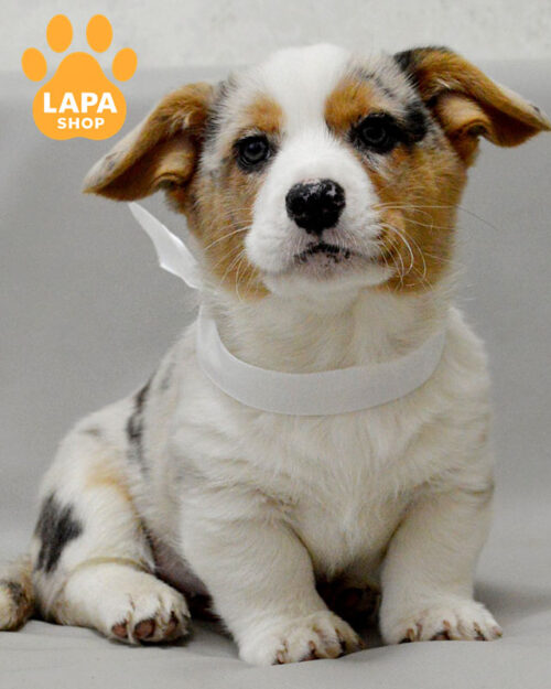 вельш коргі кардіган забарвлення блю мерле