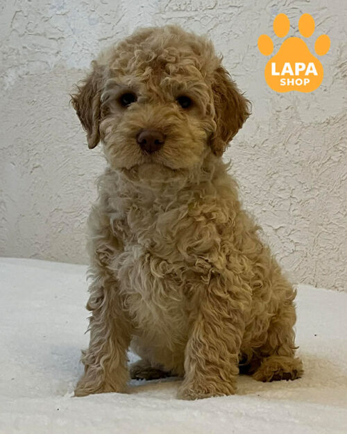 лаготто-романьоло забарвлення оранж