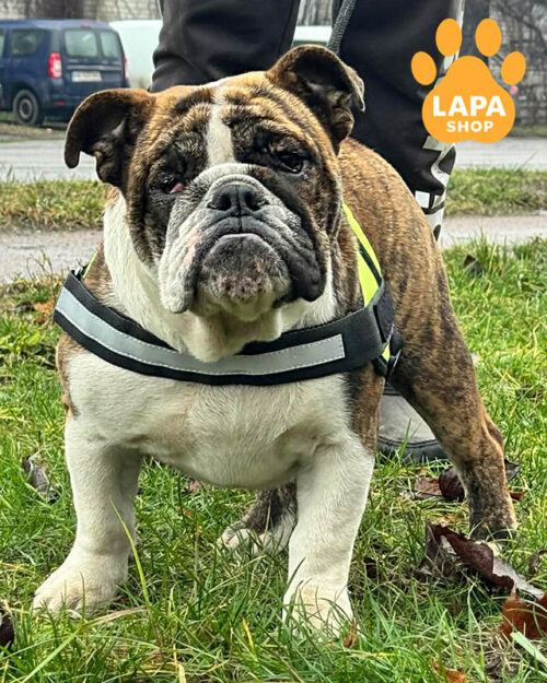 brindle and white English bulldog