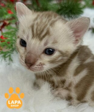 снежный бенгал