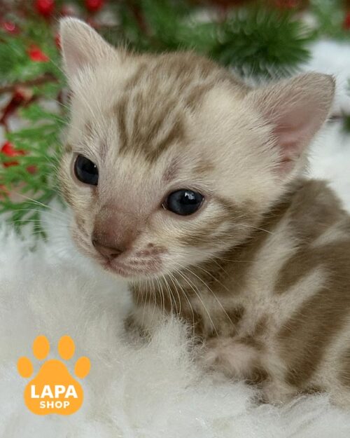 снежный бенгал